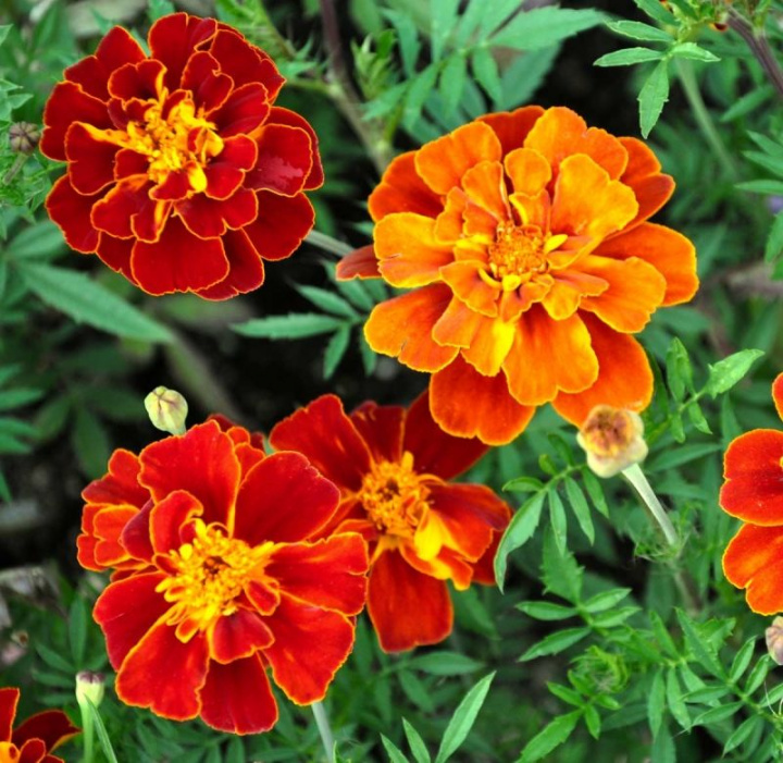 Duża hybrydowa aksamitka ''Konstance'' mahoniowoczerwone, pełne kwiaty, żółte plamki na środku