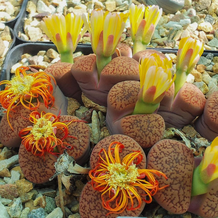 Żywe kamienie, duża różnorodność kolorów zarówno kwiatów, jak i 