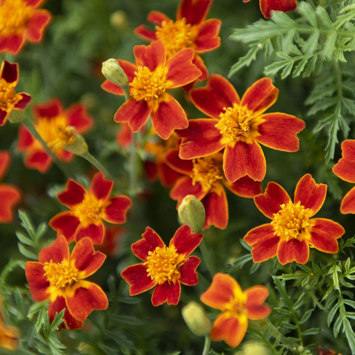 Mały Tagetes ''Red Gem'' Czerwone kwiaty z żółtym środkiem. Drobno klapowane liście