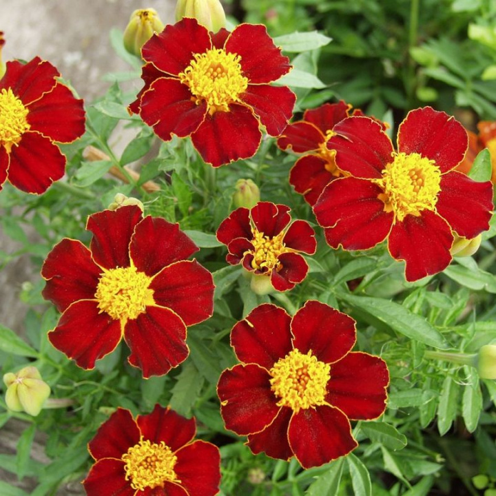 Sametowy aksamitka Favourite Red Proste, czerwone do ognistych kwiatów, duże żółte środki