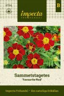 Sametowy aksamitka Favourite Red Proste, czerwone do ognistych kwiatów, duże żółte środki