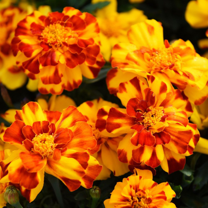 Ammetstagetes Durango Bolero, intensywnie słoneczne żółte, pełne podwójne, marmurkowe kwiaty