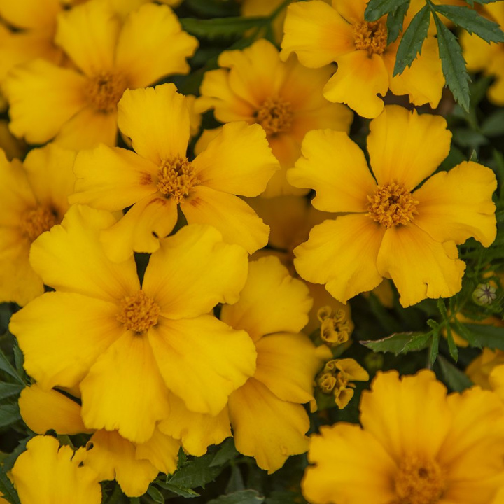 Aksamitka 'Silvia' złocistożółte, pojedyncze, faliste kwiaty i głęboko zielone liście