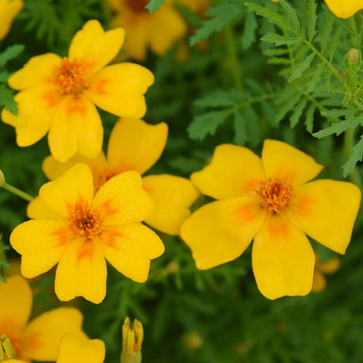 Mały aksamitka Golden Gem dobrze uformowane rośliny z setkami złocistożółtych drobnych kwiatów