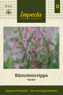 Bärnstensvippa 'Verde' zespoły kwiatostanów z różowymi małymi kwiatami i zielonymi rozety liściowymi
