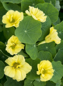 Rzodkiewka krzewiasta ''Jewel Primrose'' Delikatne słonecznożółte kwiaty w pięknej harmonii z zielonymi liśćmi