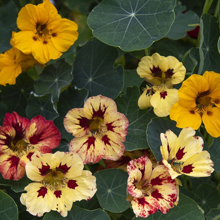 Rzodkiewka krzewiasta ''''''''Bloody Mary''