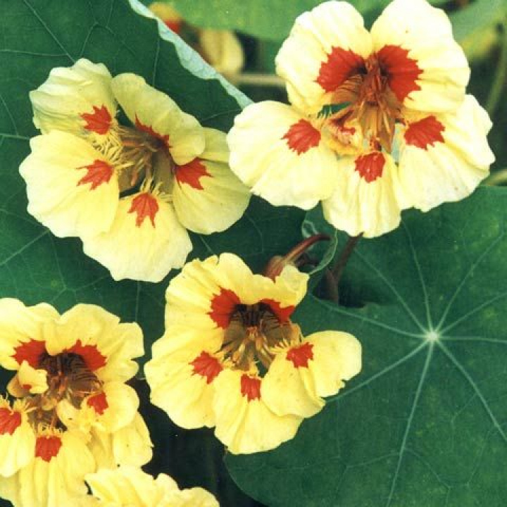 Rzeżucha krzewiasta ''Wina Born'' Spektakularne kwiaty w żółtym kolorze z czerwonym wzorem.