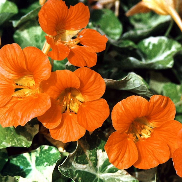 Rzeżucha krzaczasta ''Alaska Salmon Orange'' Kwiaty w kolorze łososiowym z białymi marmurkowymi liśćmi