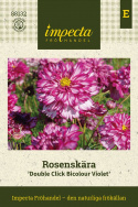 Rosenskära ''Double Click Bicolour Violet'', piękne, duże, półpełne do pełnych kwiaty, dwukolorowe w bieli i różowej fioletowej.