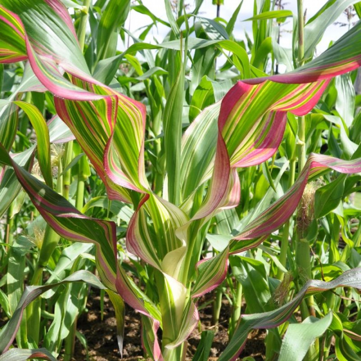 Kukurydza ozdobna o liściach w paski Dekoracyjne paskowane liście w czerwonym, żółtym, białym i zielonym kolorze