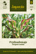 Kukurydza ozdobna o liściach w paski Dekoracyjne paskowane liście w czerwonym, żółtym, białym i zielonym kolorze