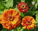 Zinnia Oriole Duże, pełne kwiaty, typ dalii w ciepłym, ognistym pomarańczowym odcieniu