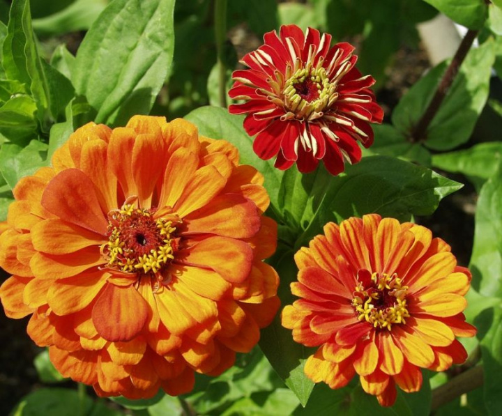 Zinnia Oriole Duże, pełne kwiaty, typ dalii w ciepłym, ognistym pomarańczowym odcieniu