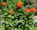 Zinnia Oriole Duże, pełne kwiaty, typ dalii w ciepłym, ognistym pomarańczowym odcieniu