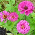 Zinnia Purple Prince Duże, podwójne kwiaty typu dalii w intensywnym purpurowo-różowym kolorze