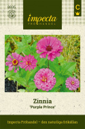 Zinnia Purple Prince Duże, podwójne kwiaty typu dalii w intensywnym purpurowo-różowym kolorze
