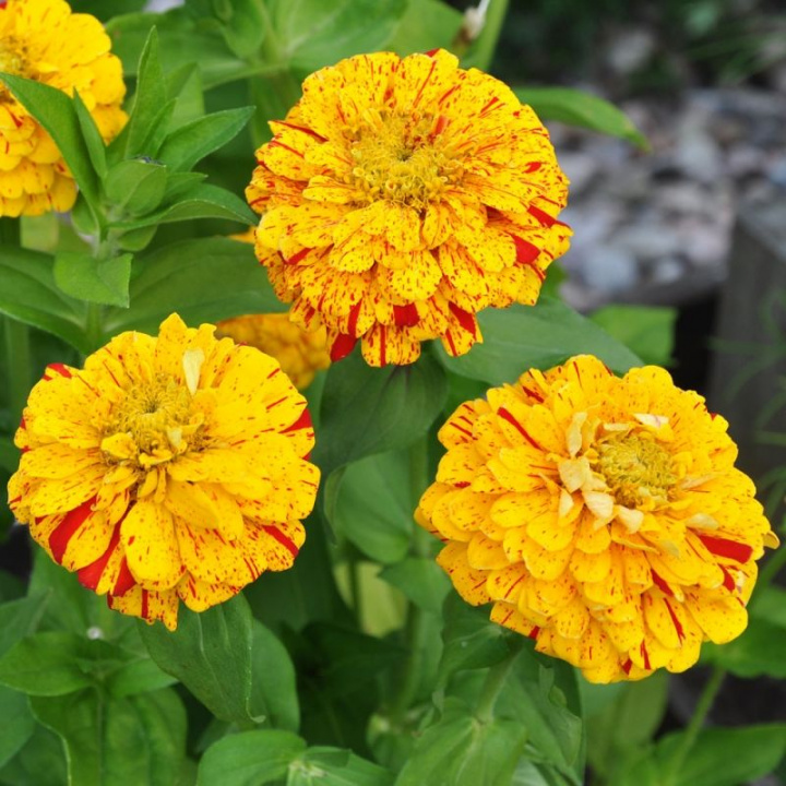 Zinnia ''''Pop Art Golden & Red'''' Płatki są żółte z czerwonymi cętkami. Obficie kwitnąca