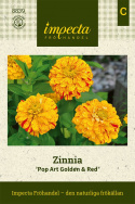Zinnia ''''Pop Art Golden & Red'''' Płatki są żółte z czerwonymi cętkami. Obficie kwitnąca