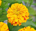 Zinnia ''''Pop Art Golden & Red'''' Płatki są żółte z czerwonymi cętkami. Obficie kwitnąca