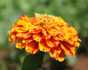 Zinnia ''''Pop Art Golden & Red'''' Płatki są żółte z czerwonymi cętkami. Obficie kwitnąca