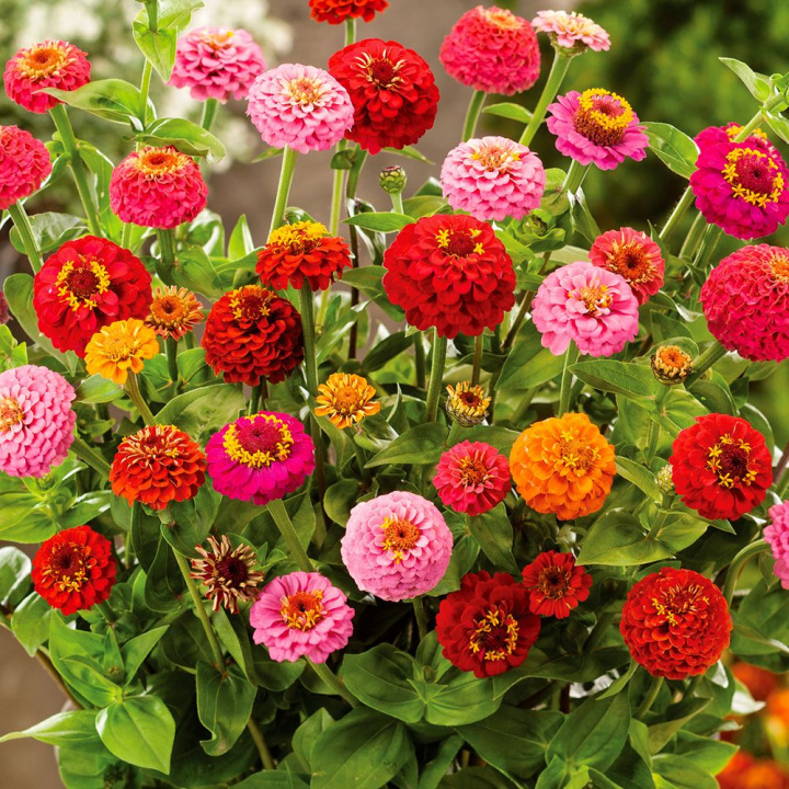 Zinnia ''Lilleputt'', małe kwiaty kuliste, gęste i pełne, w różnych kolorach