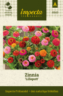 Zinnia ''Lilleputt'', małe kwiaty kuliste, gęste i pełne, w różnych kolorach