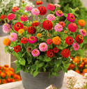 Zinnia ''Lilleputt'', małe kwiaty kuliste, gęste i pełne, w różnych kolorach
