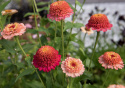 Zinnia 'Zinderella Peach', długa i trwała roślina kwitnąca, idealna do rabat i uprawy na kwiaty cięte.
