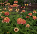 Zinnia 'Zinderella Peach', długa i trwała roślina kwitnąca, idealna do rabat i uprawy na kwiaty cięte.