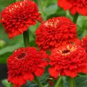 Zinnia 'Zinderella Red', spektakularne, podwójne, jasno czerwone kwiaty z wyraźną, wypukłą koroną centralną.