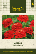 Zinnia 'Zinderella Red', spektakularne, podwójne, jasno czerwone kwiaty z wyraźną, wypukłą koroną centralną.