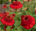 Zinnia 'Zinderella Red', spektakularne, podwójne, jasno czerwone kwiaty z wyraźną, wypukłą koroną centralną.