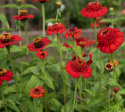 Zinnia 'Zinderella Red', spektakularne, podwójne, jasno czerwone kwiaty z wyraźną, wypukłą koroną centralną.