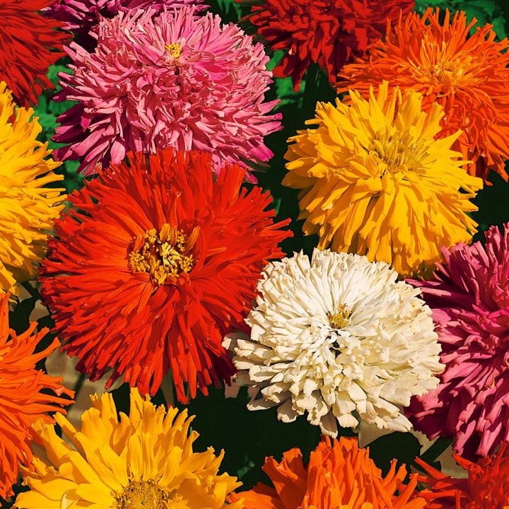 Zinnia ''''''''Burpee Hybrids'''''''' podwójne kwiaty z drobnopromienistymi płatkami. N