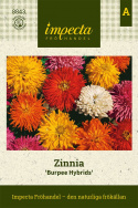 Zinnia ''''''''Burpee Hybrids'''''''' podwójne kwiaty z drobnopromienistymi płatkami. N