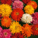 Zinnia ''''''''Burpee Hybrids'''''''' podwójne kwiaty z drobnopromienistymi płatkami. N