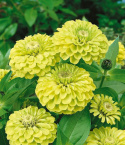 Zinnia Green Apple, Unikalna, daliiowata odmiana o pełnych, intensywnie limonkowozielonych kwiatach