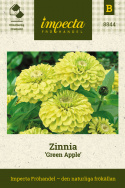Zinnia Green Apple, Unikalna, daliiowata odmiana o pełnych, intensywnie limonkowozielonych kwiatach