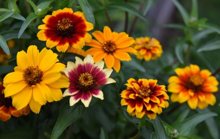 Guldzinnia Old Mexico Mix mieszanka prostych i podwójnych, ciemnoczerwonych kwiatów