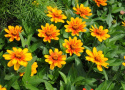 Marylandzinnia ''''Zahara Sunburst'''', Kwiaty w kolorze pomarańczowym, stopniowo z czerwonym środkiem