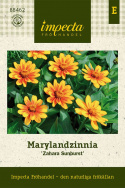Marylandzinnia ''''Zahara Sunburst'''', Kwiaty w kolorze pomarańczowym, stopniowo z czerwonym środkiem
