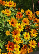 Marylandzinnia ''''Zahara Sunburst'''', Kwiaty w kolorze pomarańczowym, stopniowo z czerwonym środkiem