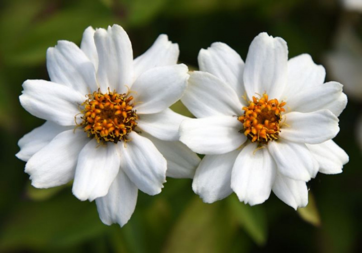 Marylandzinnia Zahara XL Biała, białe kwiaty z żółtym środkiem na mocnych łodygach.