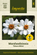 Marylandzinnia Zahara XL Biała, białe kwiaty z żółtym środkiem na mocnych łodygach.