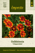 Guldzinnia Chippendale Płonące mahoniowo-czerwone kwiaty z złocistą żółtą obwódką.