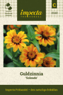 Guldzinnia Soleado, pojedyncze, trójkolorowe kwiaty, pomarańczowe z złocistożółtą krawędzią,
