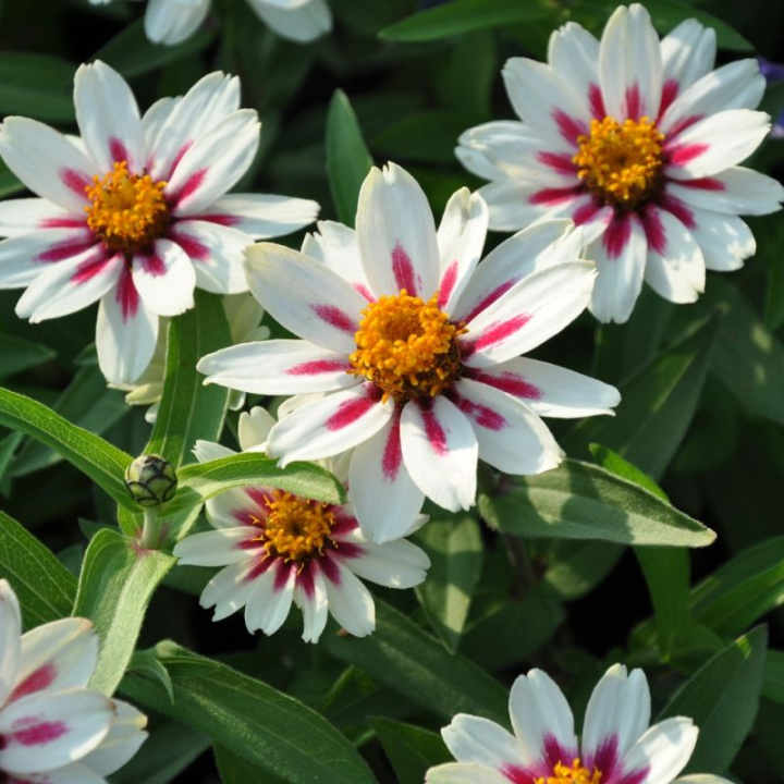 Marylandzka cynia ''''Zahara Starlight Rose'''' kremowo-białe kwiaty, różowa gwiazda, gu