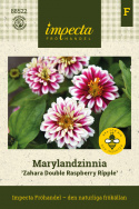 Marylandzka cynia ''''Zahara Double Raspberry Ripple'''' różowo-fioletowa, żółty środek