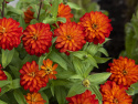 Marylandzka cynia ''''Zahara Double Fire'''' Piękne kwiaty w ogniście czerwonym i pomarańczowym